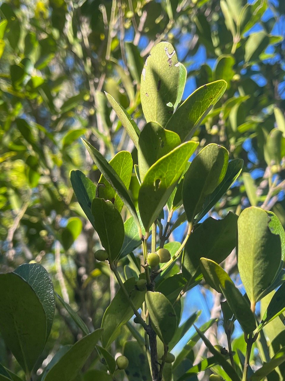 15. Fruits Pleurostylia pachyphloea Bois d'olive gros peau Celastraceae Endémique La Réunion