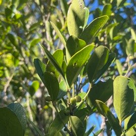 15. Fruits Pleurostylia pachyphloea Bois d'olive gros peau Celastraceae Endémique La Réunion