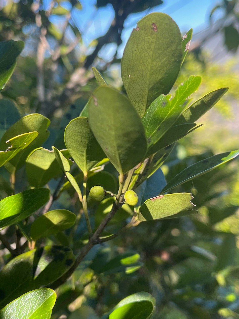 16. Fruits feuilles Pleurostylia pachyphloea Bois d'olive gros peau Celastraceae Endémique La Réunion