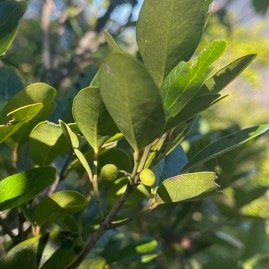 16. Fruits feuilles Pleurostylia pachyphloea Bois d'olive gros peau Celastraceae Endémique La Réunion