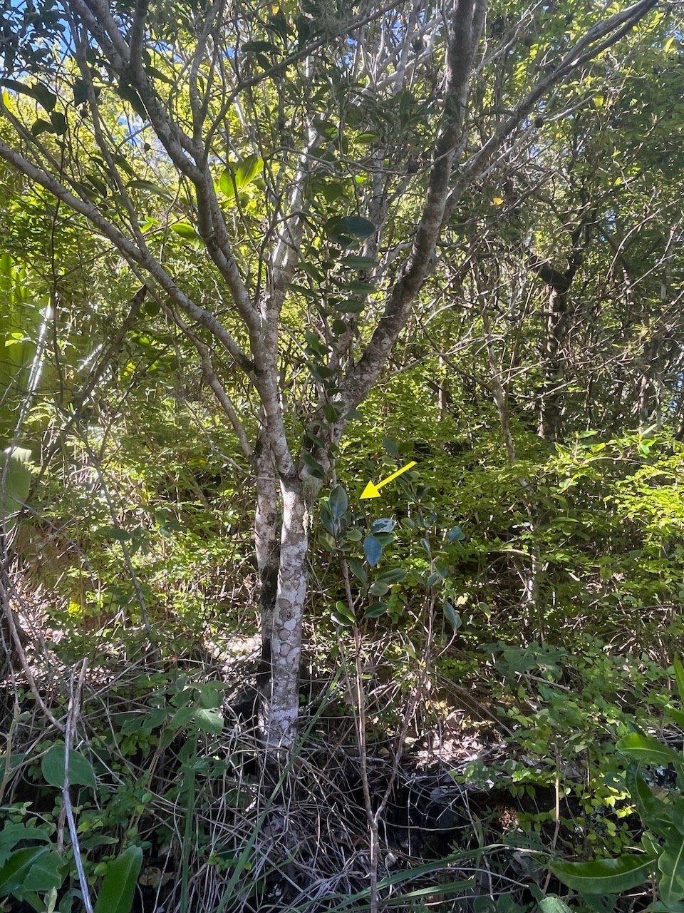 17. Au premier plan, dressé, ??? Bois de quivi