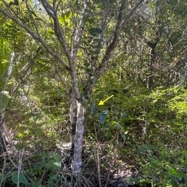 17. Au premier plan, dressé, ??? Bois de quivi