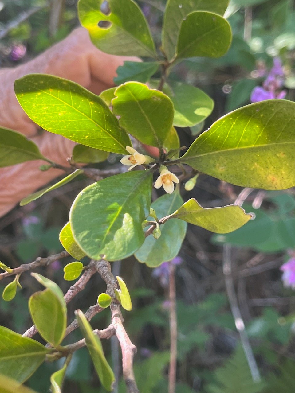 20. Fleurs Turraea sp. Bois de quivi  Meliaceae  Endémique La Réunion, Maurice