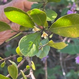 20. Fleurs Turraea sp. Bois de quivi  Meliaceae  Endémique La Réunion, Maurice