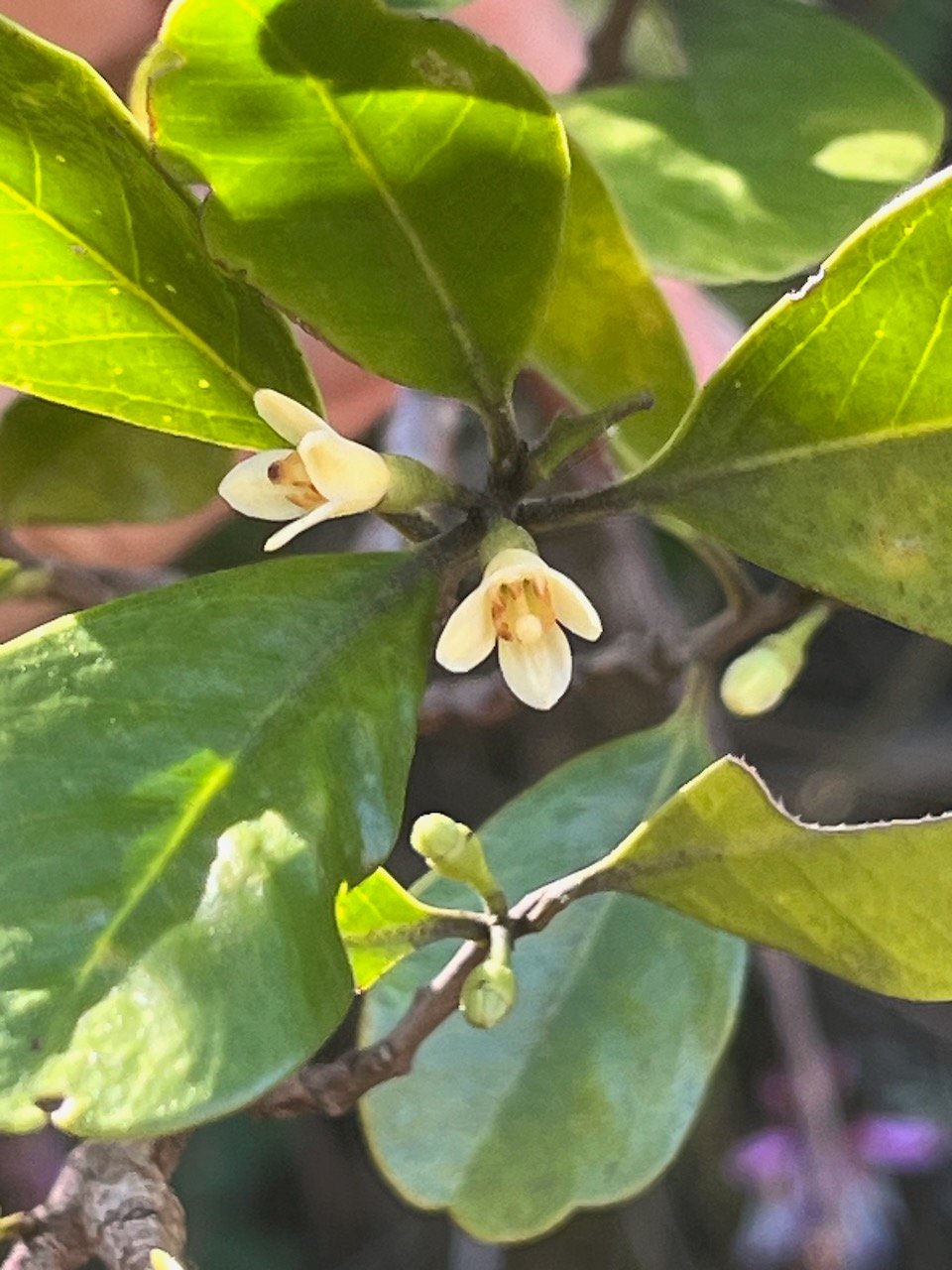 21. Fleurs Turraea sp. Bois de quivi  Meliaceae  Endémique La Réunion, Maurice