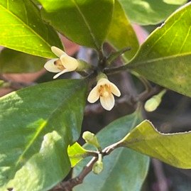 21. Fleurs Turraea sp. Bois de quivi  Meliaceae  Endémique La Réunion, Maurice