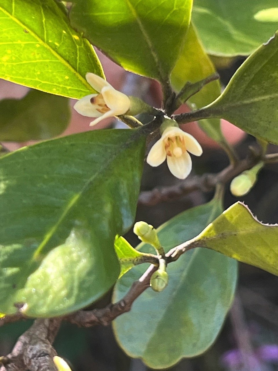 22.Fleurs Turraea sp. Bois de quivi  Meliaceae  Endémique La Réunion, Maurice