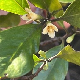 22.Fleurs Turraea sp. Bois de quivi  Meliaceae  Endémique La Réunion, Maurice