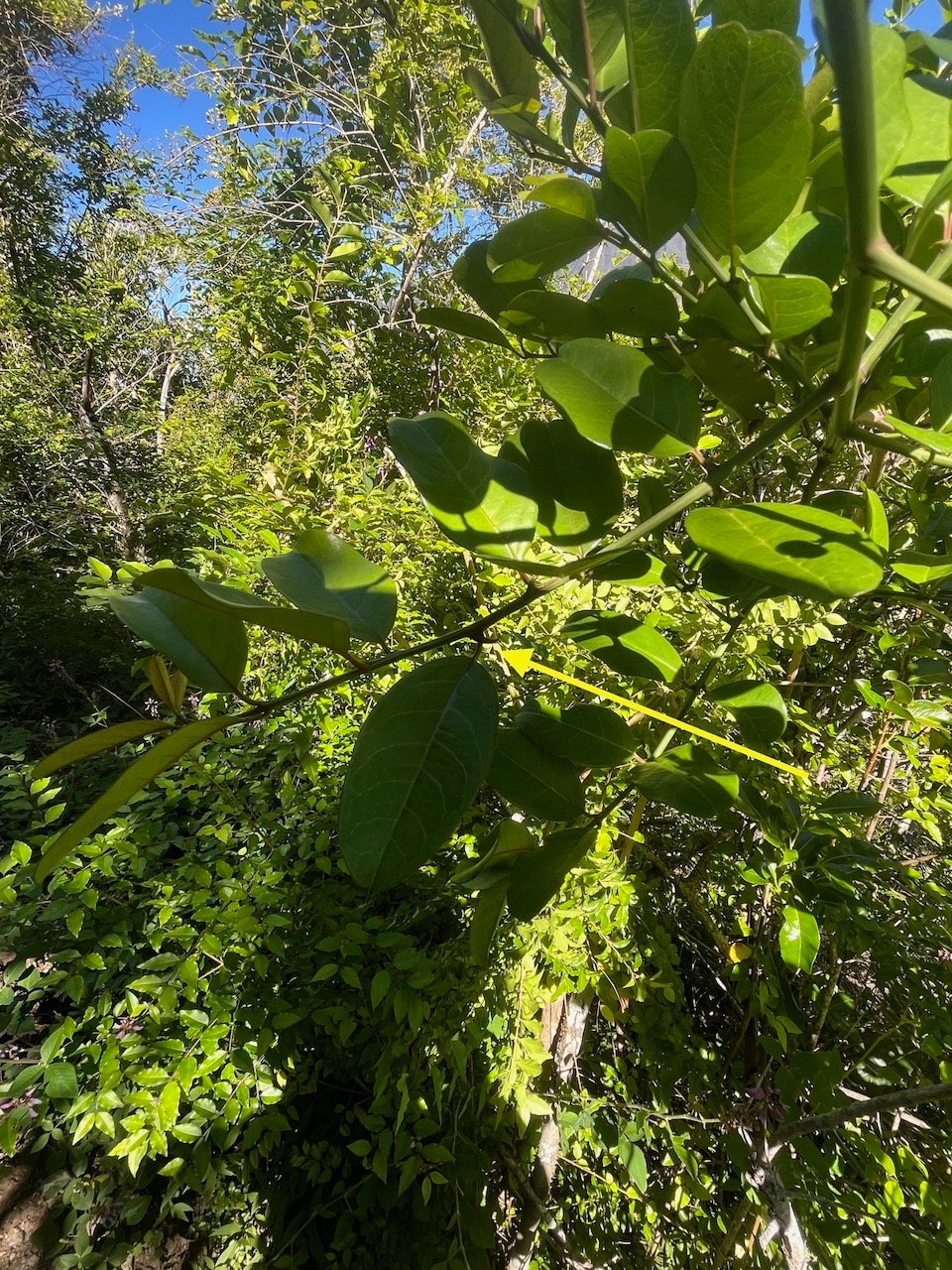 23. épine de Scutia myrtina Bois de sinte Rhamn aceae Indigène La Réunion