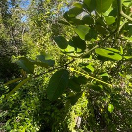 23. épine de Scutia myrtina Bois de sinte Rhamn aceae Indigène La Réunion