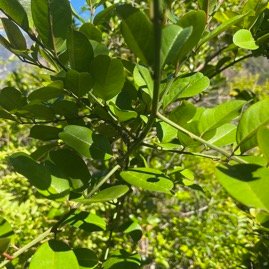 24. Scutia myrtina Bois de sinte Rhamn aceae Indigène La Réunion
