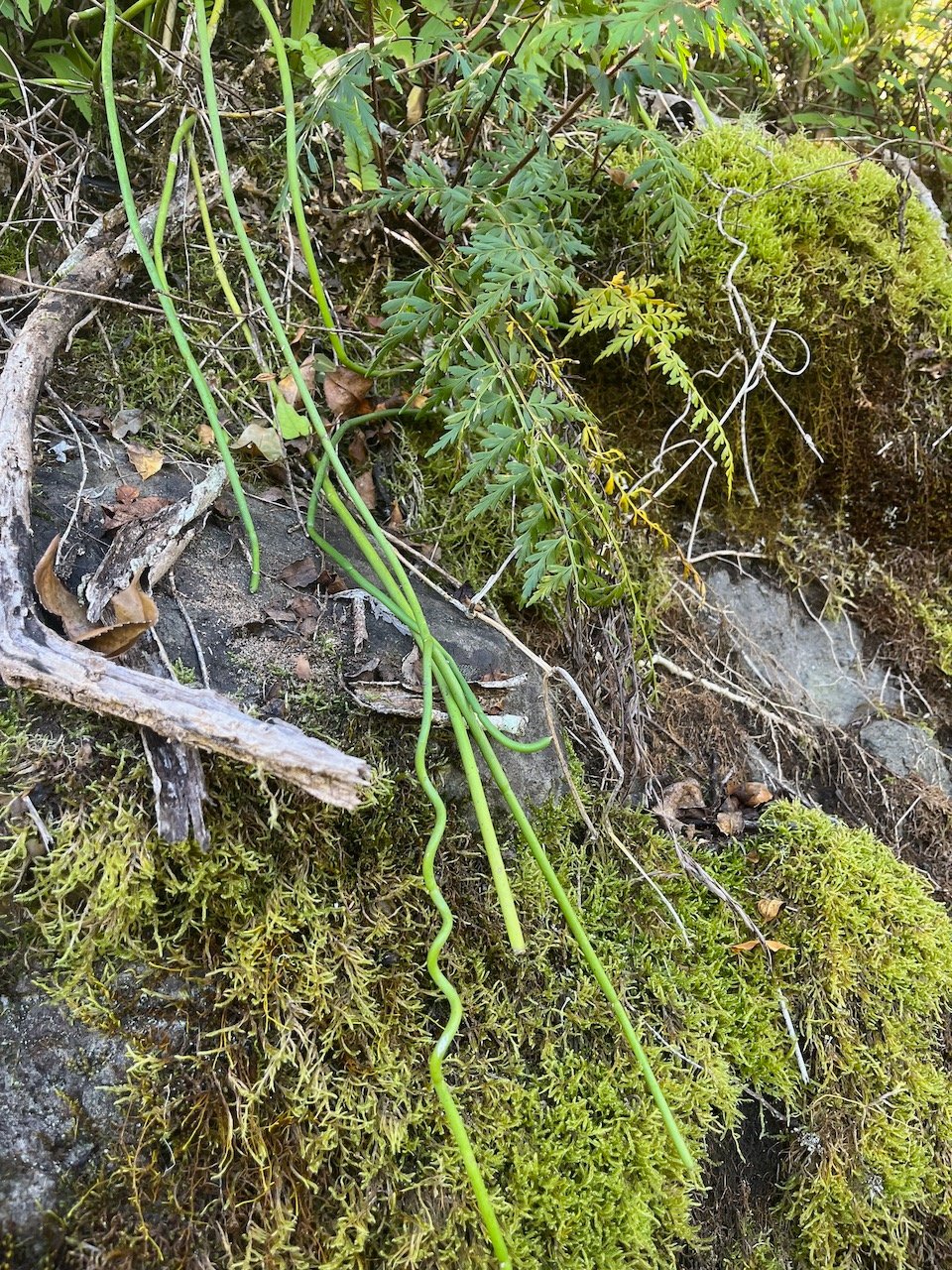 26. Sarcostemma = ??? Cynanchum viminale Liane sans feuille A pocynaceae Indigène La Réunion