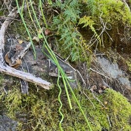 26. Sarcostemma = ??? Cynanchum viminale Liane sans feuille A pocynaceae Indigène La Réunion