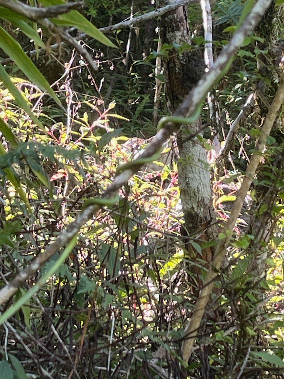 27. Cynanchum viminale Liane sans feuille A pocynaceae Indigène La Réunion