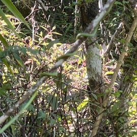 27. Cynanchum viminale Liane sans feuille A pocynaceae Indigène La Réunion