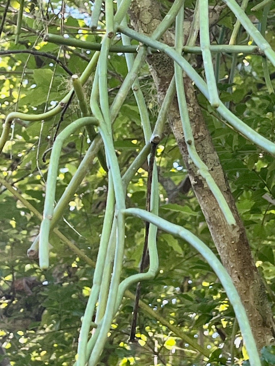 28. Cynanchum viminale Liane sans feuille A pocynaceae Indigène La Réunion