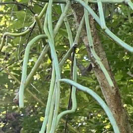 28. Cynanchum viminale Liane sans feuille A pocynaceae Indigène La Réunion