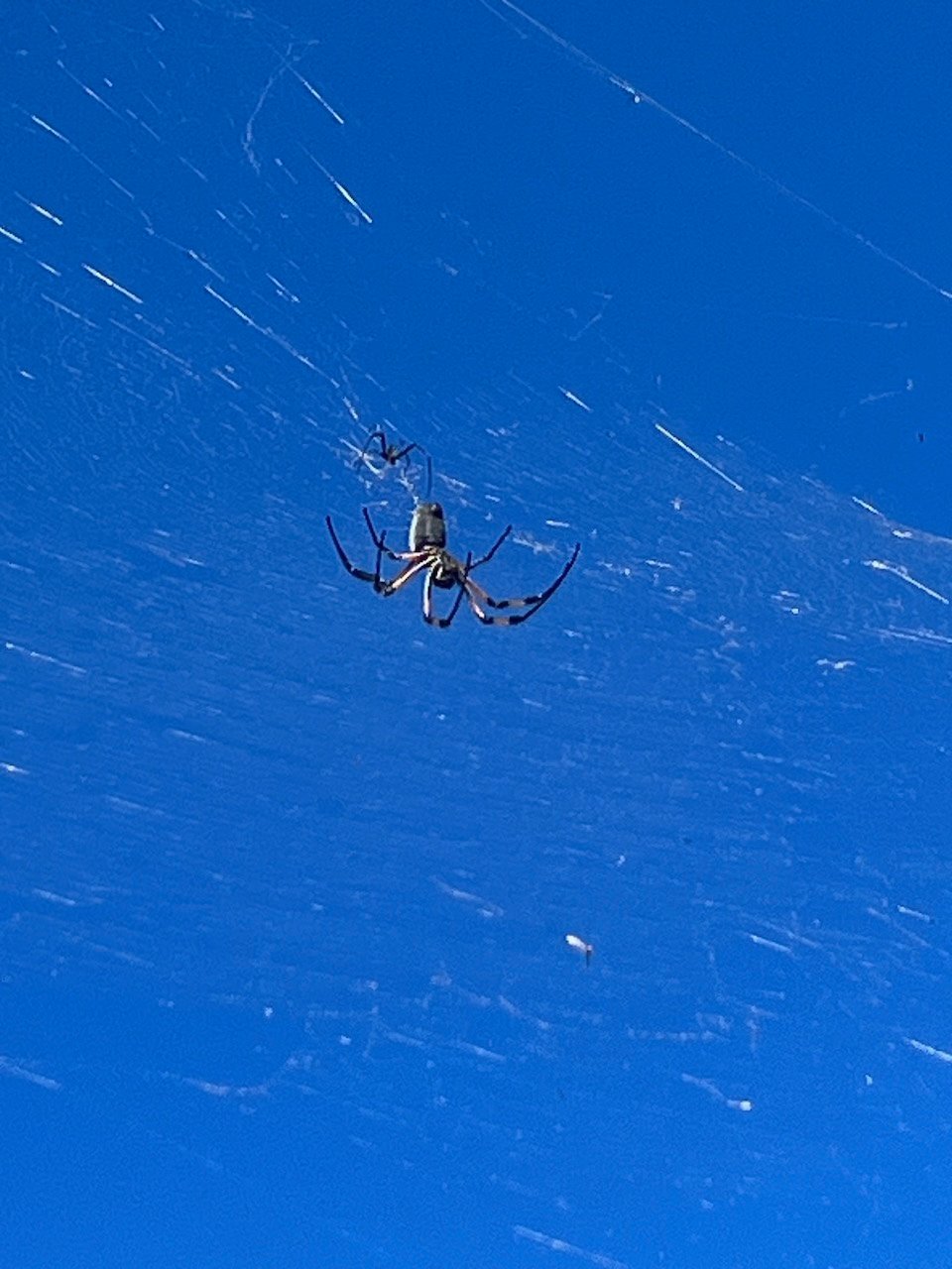 29.Nephila inaurata Bibe Araneidae femelle ??? et mâle