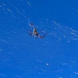 29.Nephila inaurata Bibe Araneidae femelle ??? et mâle