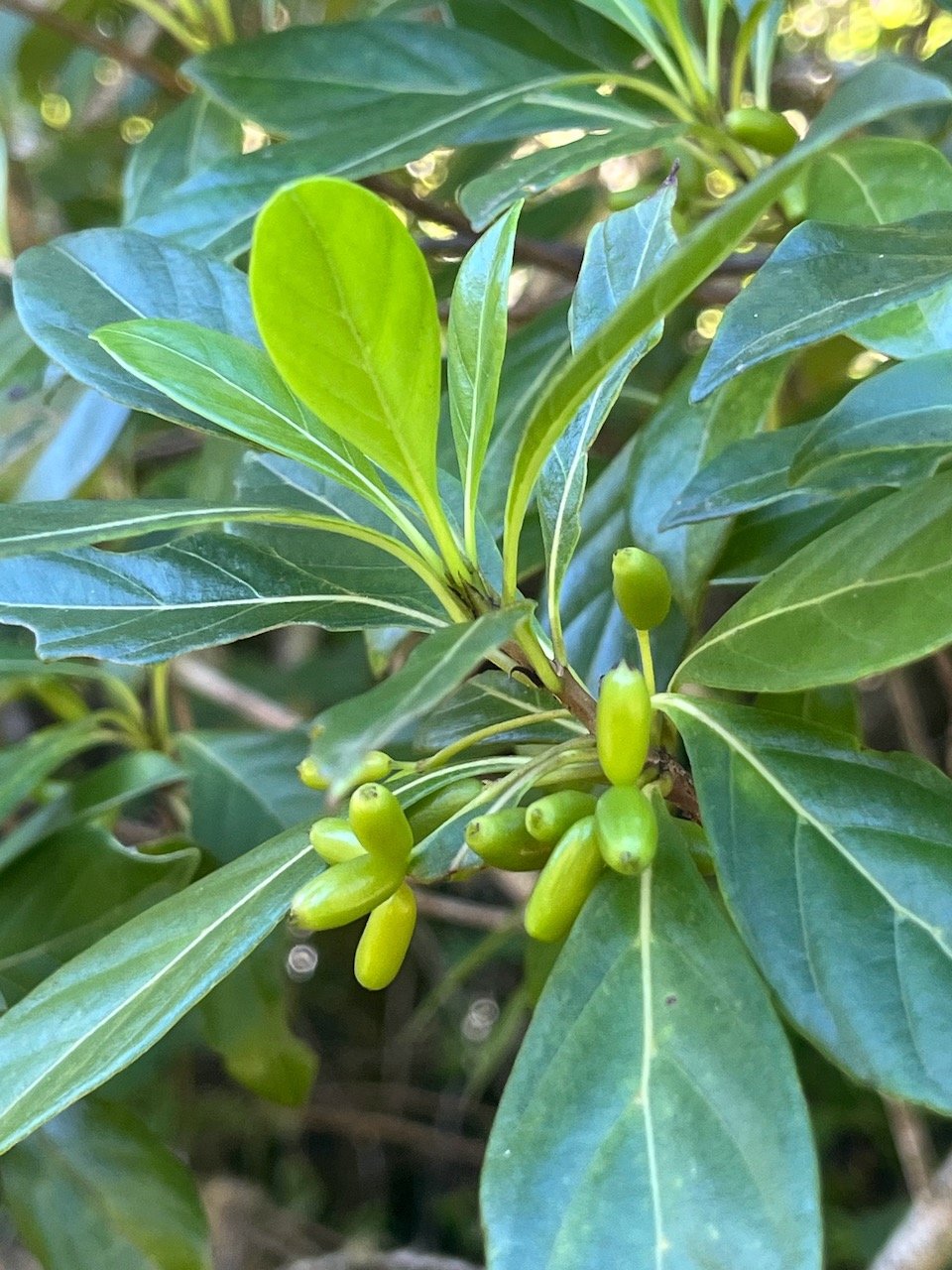 31. Fruits de Antirhea borbonica - Bois d'Osto - Rubiacée - M.
