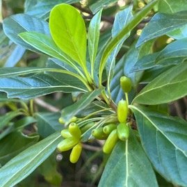 31. Fruits de Antirhea borbonica - Bois d'Osto - Rubiacée - M.