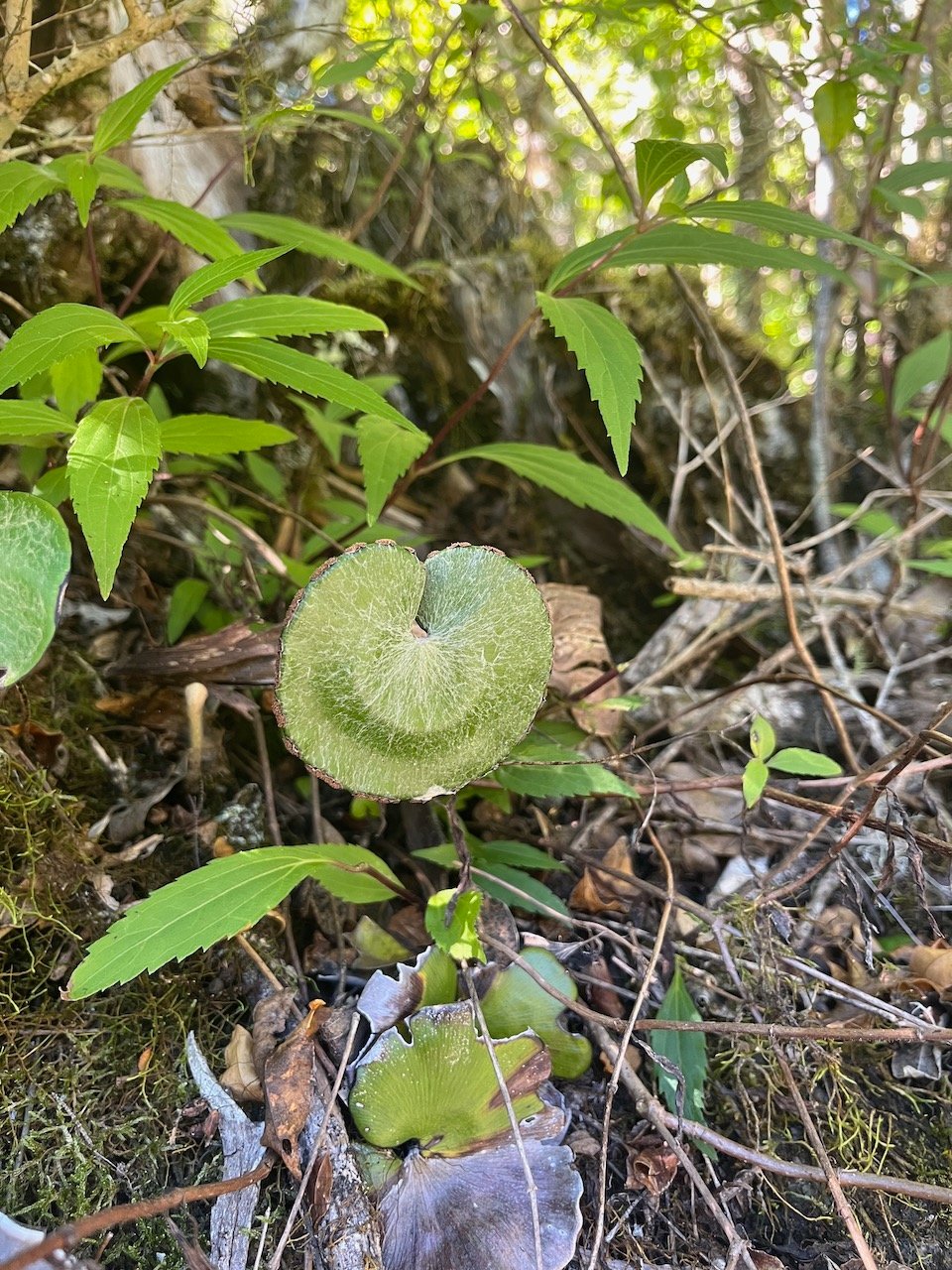 34. Adiantum reniforme Fougere tam tam Pteridaceae Indigene La Reunion