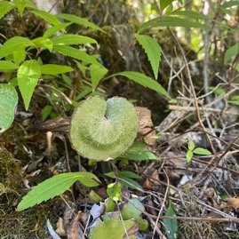 34. Adiantum reniforme Fougere tam tam Pteridaceae Indigene La Reunion