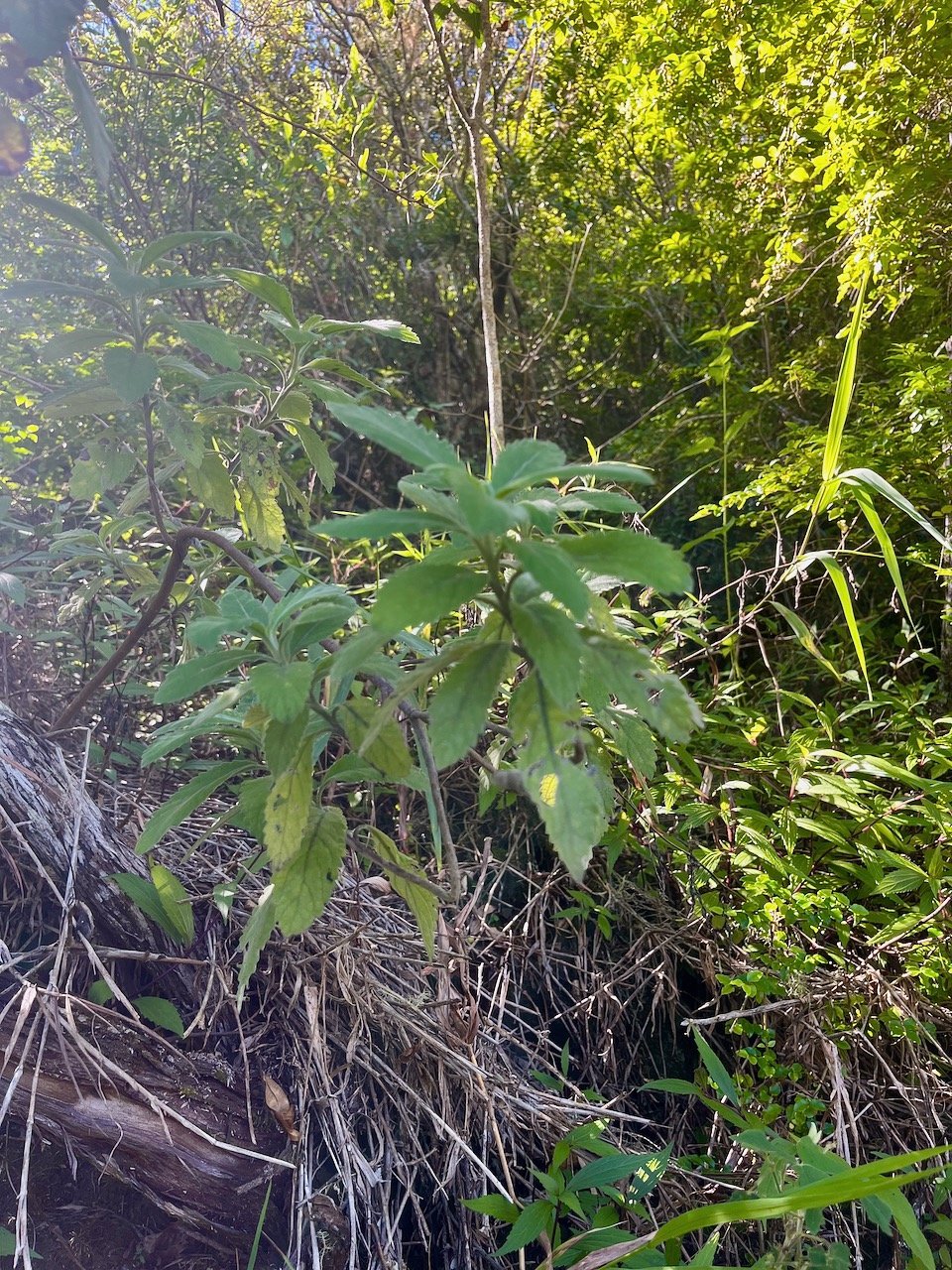 35. Psiadia montana Bois marron Asteraceae Endémique La Réunion