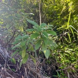 35. Psiadia montana Bois marron Asteraceae Endémique La Réunion