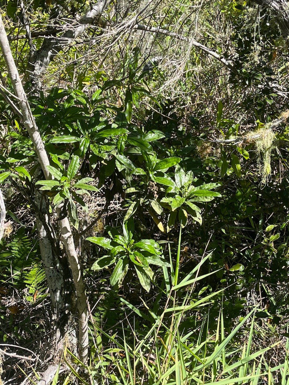 36.  Psiadia dentata Bois collant Asteraceae Endémique La Réunion