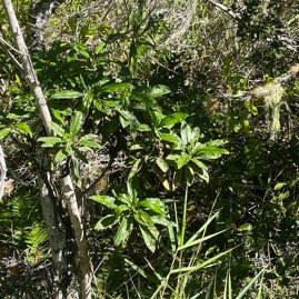 36.  Psiadia dentata Bois collant Asteraceae Endémique La Réunion