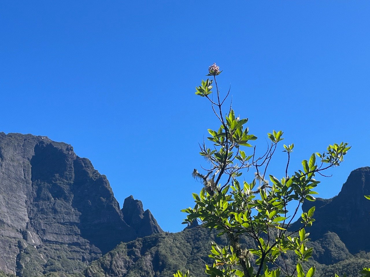 37.Promesse de floraison dans l'azur de Nuxia verticillata - Bois maigre - Stilbacée-M
