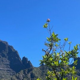 37.Promesse de floraison dans l'azur de Nuxia verticillata - Bois maigre - Stilbacée-M