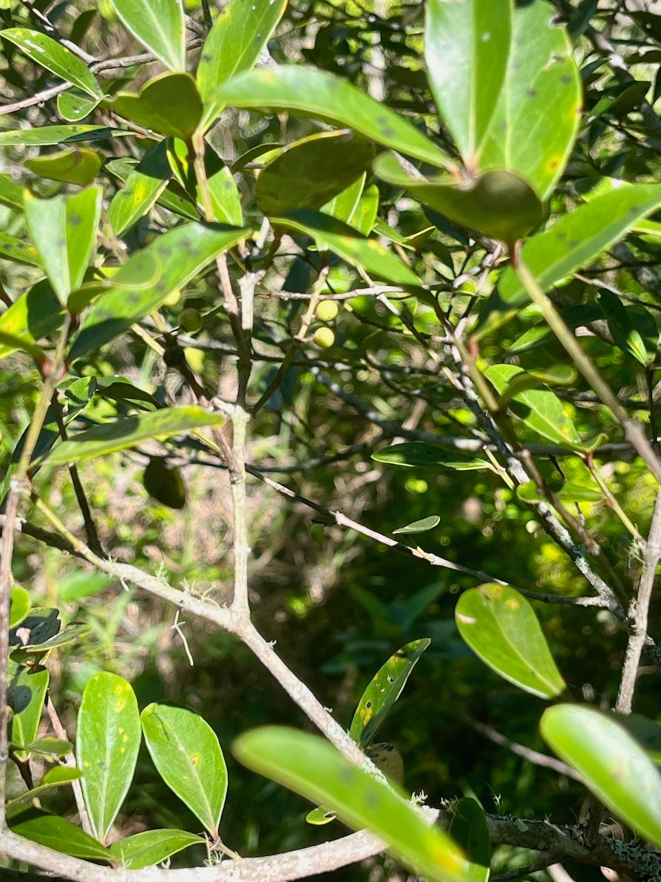38. Pleurostylia pachyphloea Bois d'olive gros pe au Celastraceae Endémique La Réunion