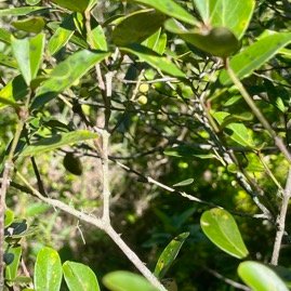 38. Pleurostylia pachyphloea Bois d'olive gros pe au Celastraceae Endémique La Réunion