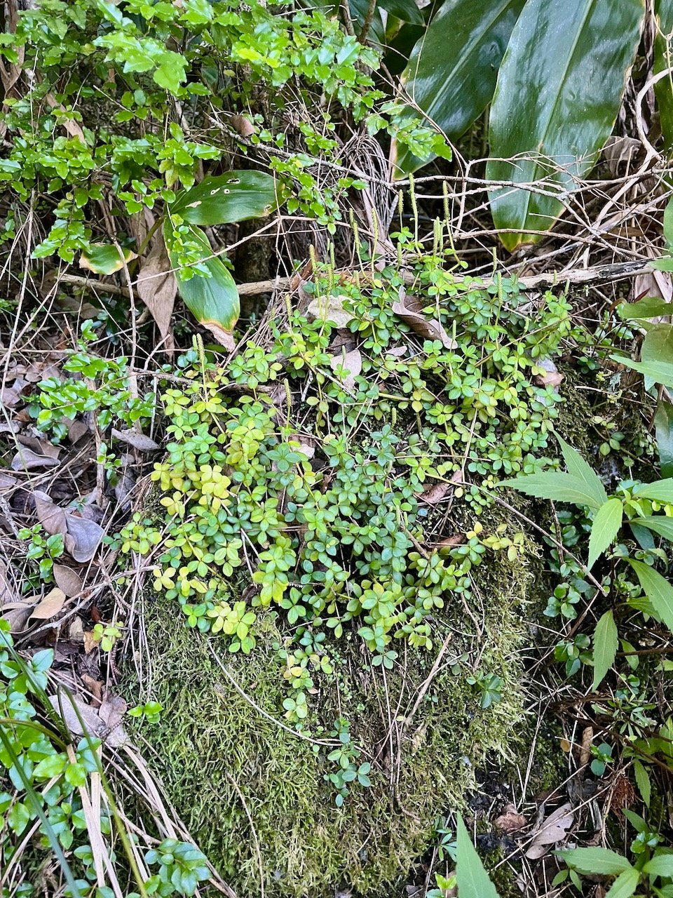 39. Peperomia tetraphylla Pourpier marron  Piperaceae Indigène La Réunion