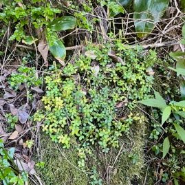 39. Peperomia tetraphylla Pourpier marron  Piperaceae Indigène La Réunion