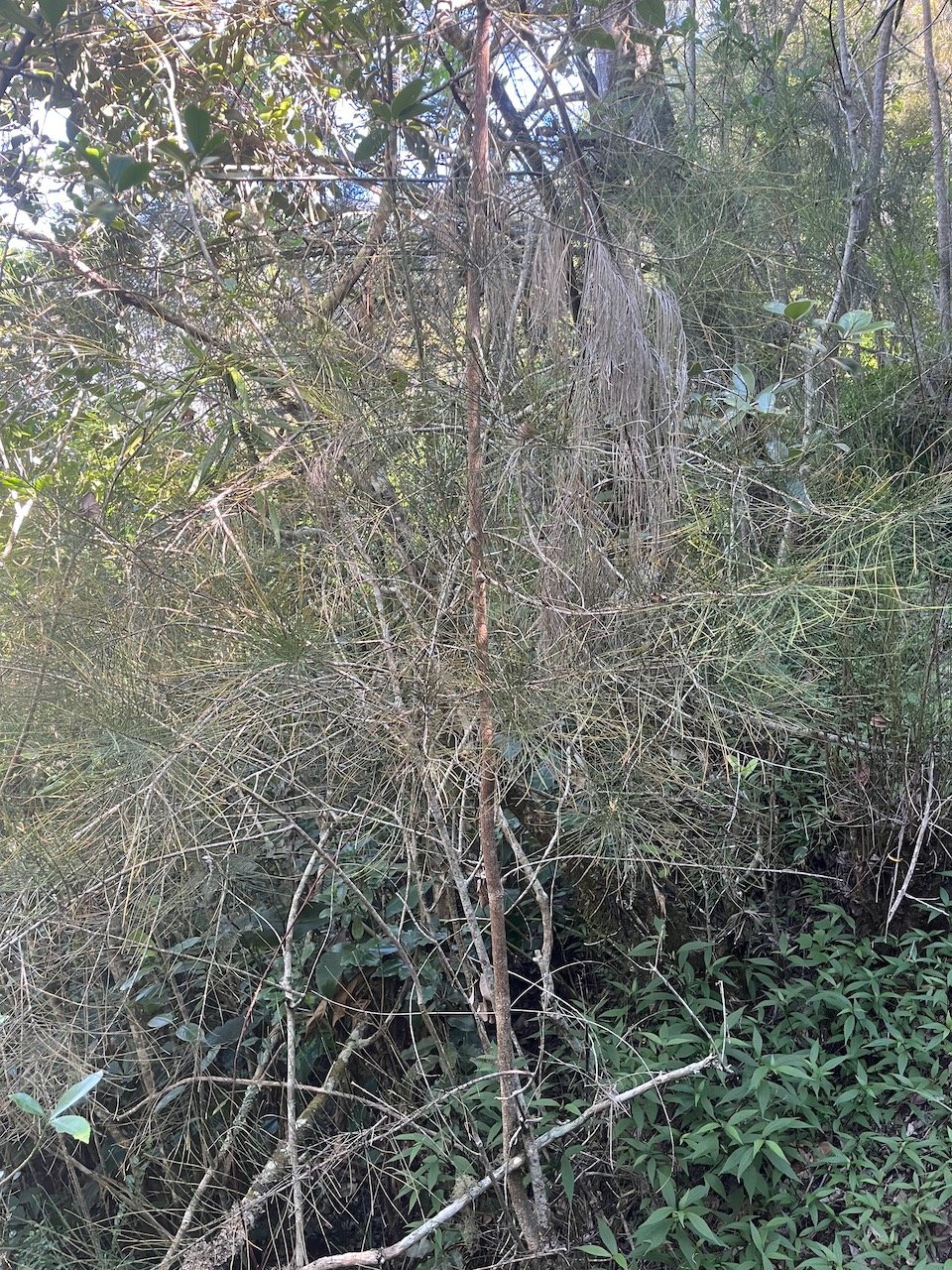 40. Filao - Casuarina glauca