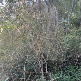 40. Filao - Casuarina glauca