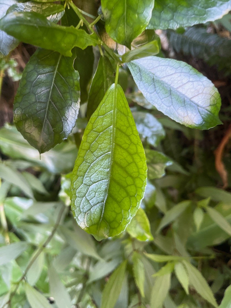 43. Feuille de Claoxylon parviflorum Petit Bois d'oiseaux E uphorbiaceae Endémique Mascareignes.