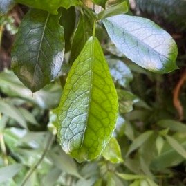 43. Feuille de Claoxylon parviflorum Petit Bois d'oiseaux E uphorbiaceae Endémique Mascareignes.