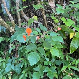48. Hylodesmum repandum - Fabacea