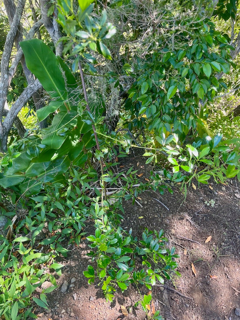 49. Toddalia asiatica Liane patte poule  Rutaceae Indigène La Réunion