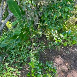 49. Toddalia asiatica Liane patte poule  Rutaceae Indigène La Réunion