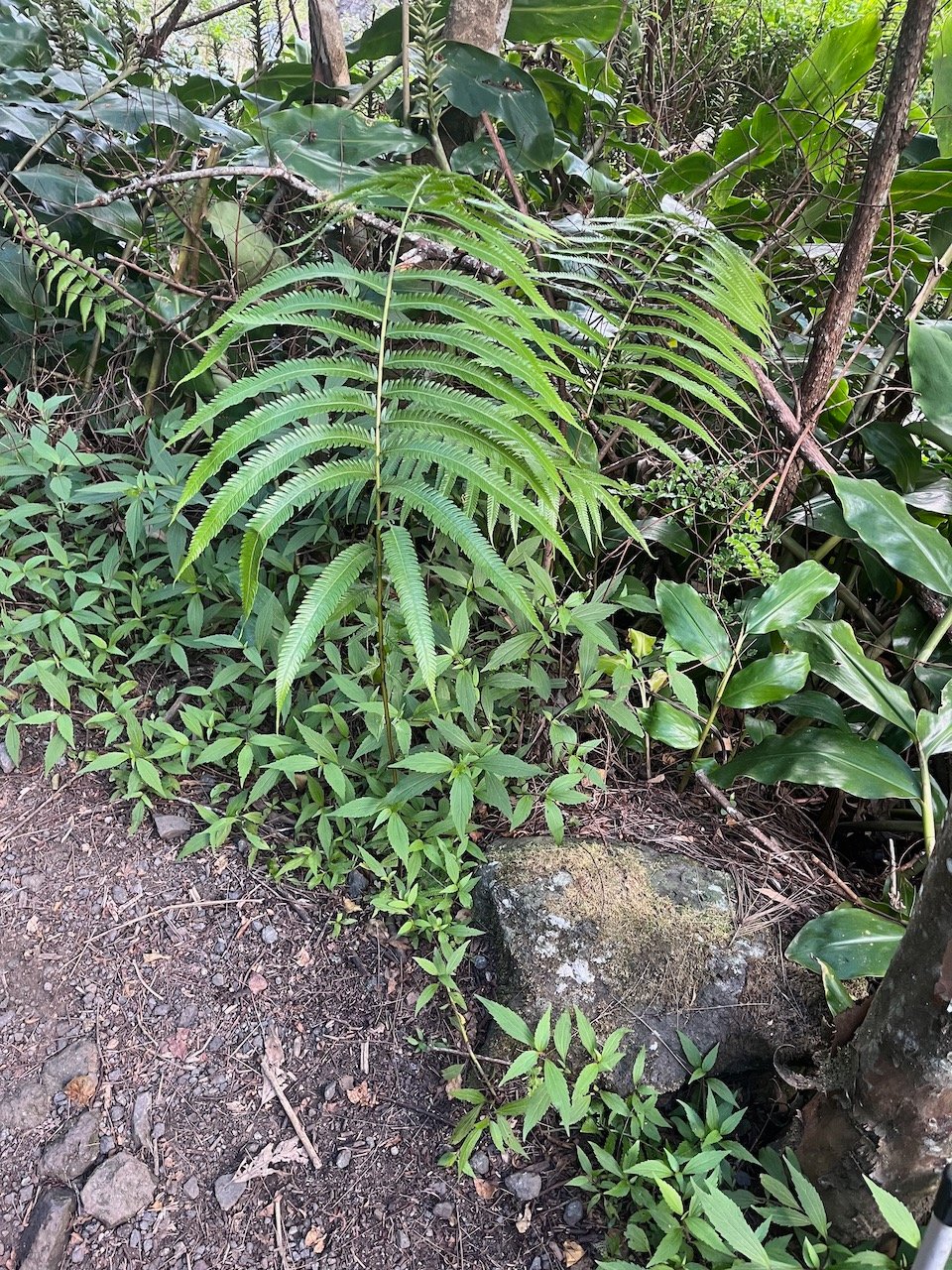 51. Adiantum...
