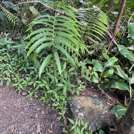 51. Adiantum...