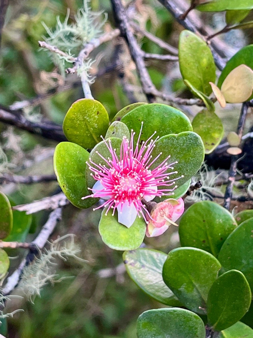 52. Eugenia buxifolia - Bois de nèfles à petites feuilles - Myrtacée