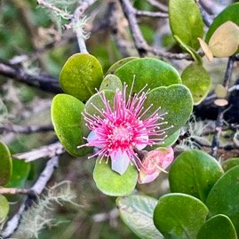 52. Eugenia buxifolia - Bois de nèfles à petites feuilles - Myrtacée
