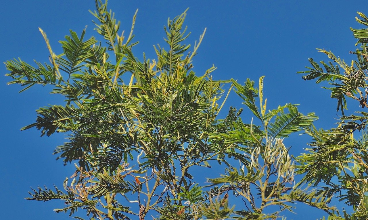 Acacia mearnsii.acacia.fabaceae.amphinaturalisé.très envahissant. .jpeg