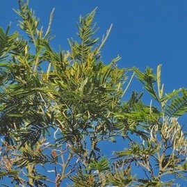 Acacia mearnsii.acacia.fabaceae.amphinaturalisé.très envahissant. .jpeg